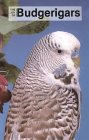 joybudgie.jpg (5428 bytes)